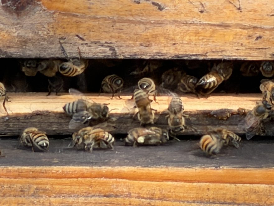 Honeybees working the comb at Palmetto Farms in Lake Wales